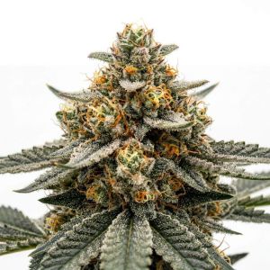 Orange x Skunk Seeds