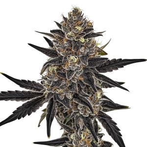 Orange Glaze Feminized Cannabis Seeds