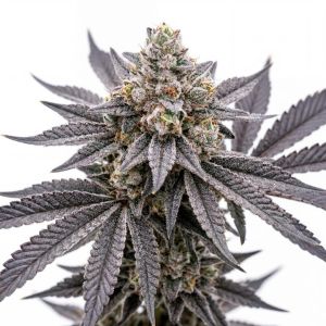 Orange Glaze Feminized