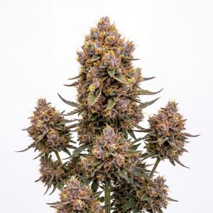 Peach Ringz Seeds