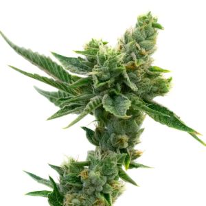 Peanut Butter Breath Autoflower in late flowering