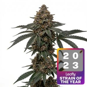 Permanent Marker Feminized