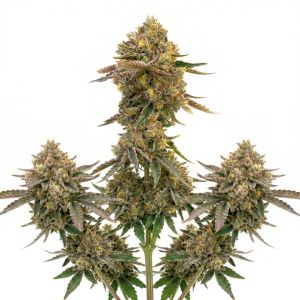 Purple Sunset Autoflower