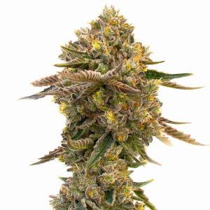 Purple Sunset Autoflower