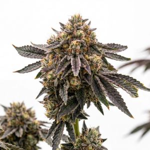 Rainbow Glue Feminized