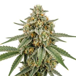 San Fernando Valley Seeds