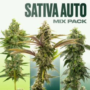 Sativa Auto Seeds Mix Pack