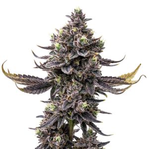 Sherbet Dream Feminized