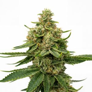 Sour Diesel Feminized
