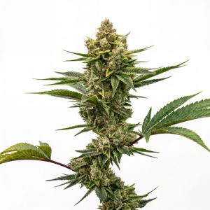 Sour Diesel Feminized