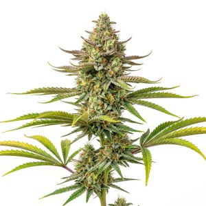 Strawberry Cough Feminized