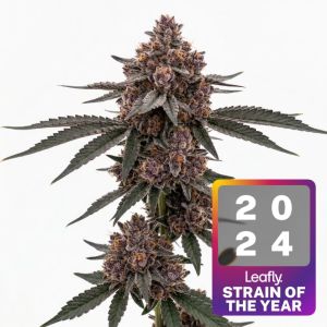 Super Boof Feminized