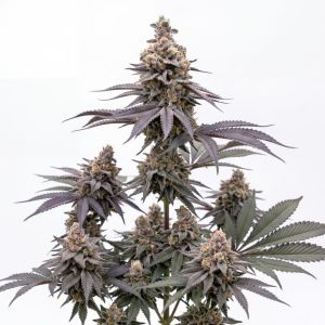 Super Buff Cherry Auto Seeds