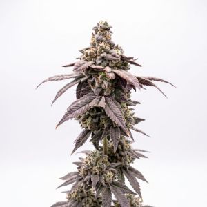 Sweet Berry Auto Seeds