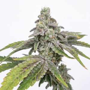 Triangle Kush Auto 