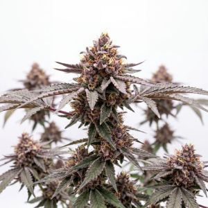 Grandaddy Glue Auto Seeds