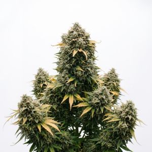 Wedding Cake Auto Seeds