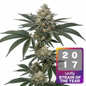 Wedding Cake Feminized