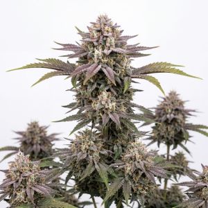 Wedding Cheesecake Auto Seeds