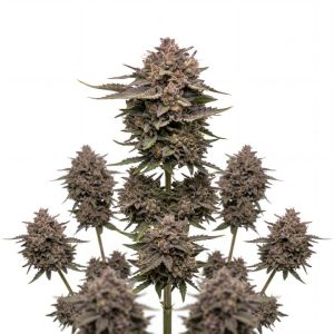 Wedding Pie Auto Seeds