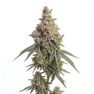 White Runtz Auto Seeds