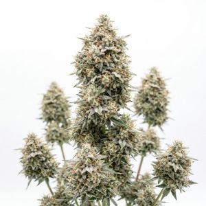 White Russian Auto Seeds