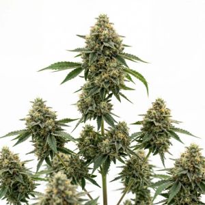 White Widow Autoflower