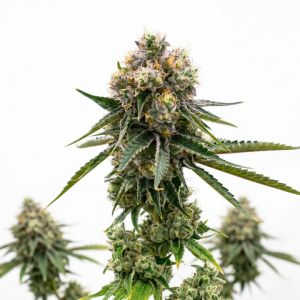 Zkittlez Autoflower