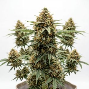 Zookies Auto Seeds