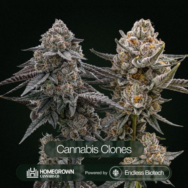 Black Baccara + Killer Cupcake Cannabis Clone Bundle 