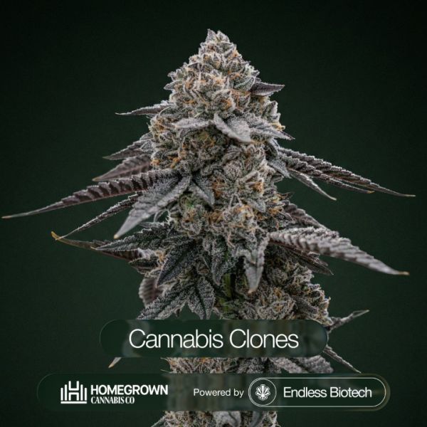 Killer Cupcake Cannabis Clones