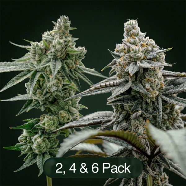GG4 + Plasma Fruit Clone Bundle