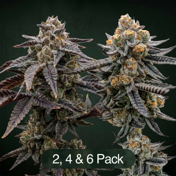 Tropic Thunder Funk + Endless Glue Clone Bundle