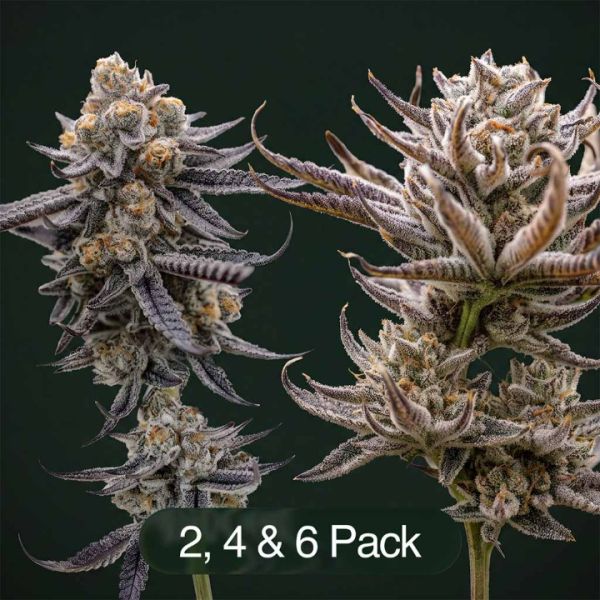 Sunset Spice + Tropic Thunder Funk Clone Bundle