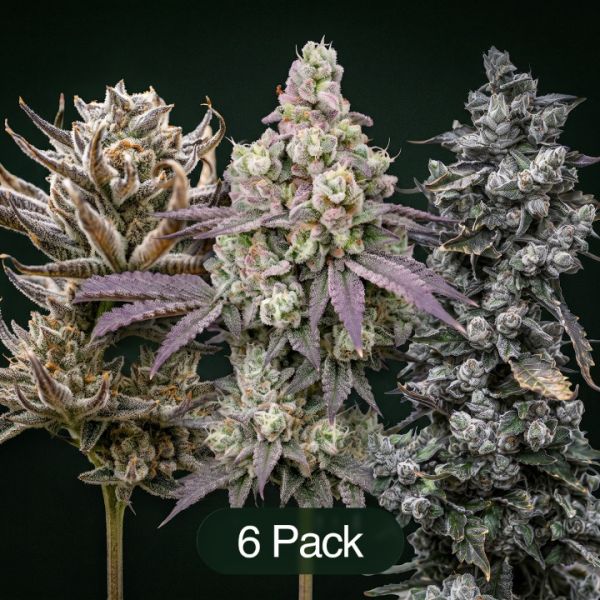 Tropic Thunder Funk + Endless Glue + Daily Grape Clone Bundle