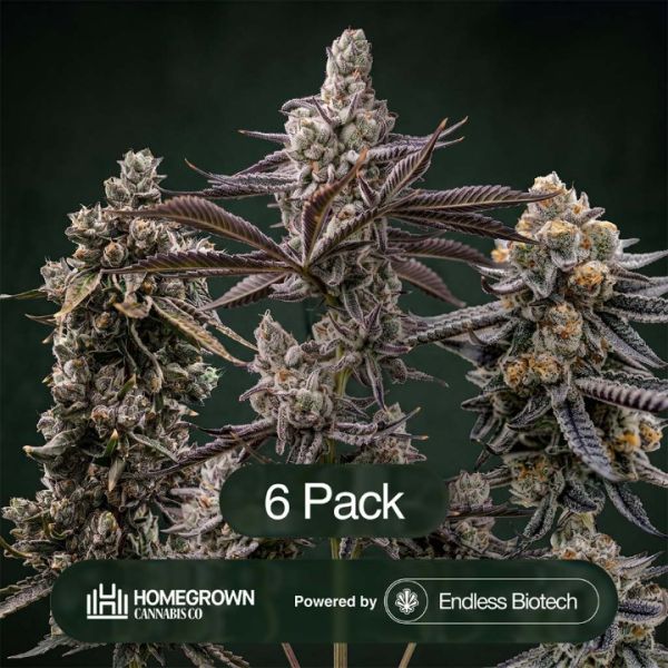 Toffee Headz + The Dream + Sunset Spice Clone Bundle