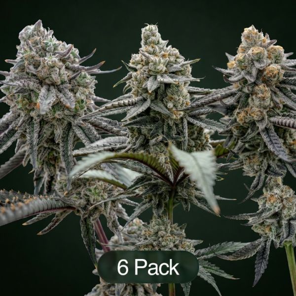 Hunter's Moon + Plasma Fruit + Sunset Spice Clone Bundle