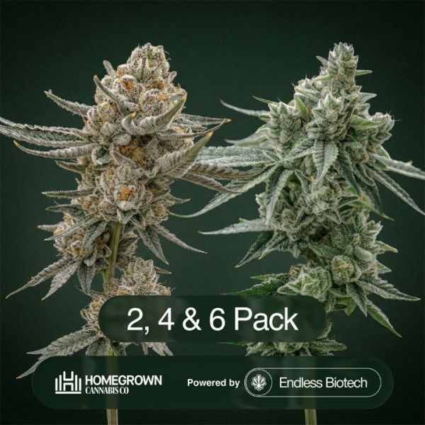 GG4 + Black Baccara Clone Bundle