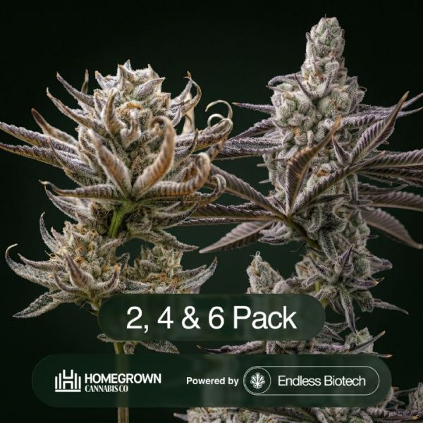 Toffee Headz + The Dream Clone Bundle