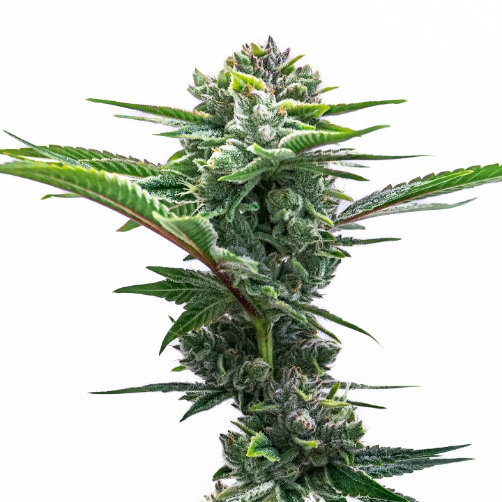 GMO Autoflower Cannabis Seeds | Homegrown Cannabis Co.