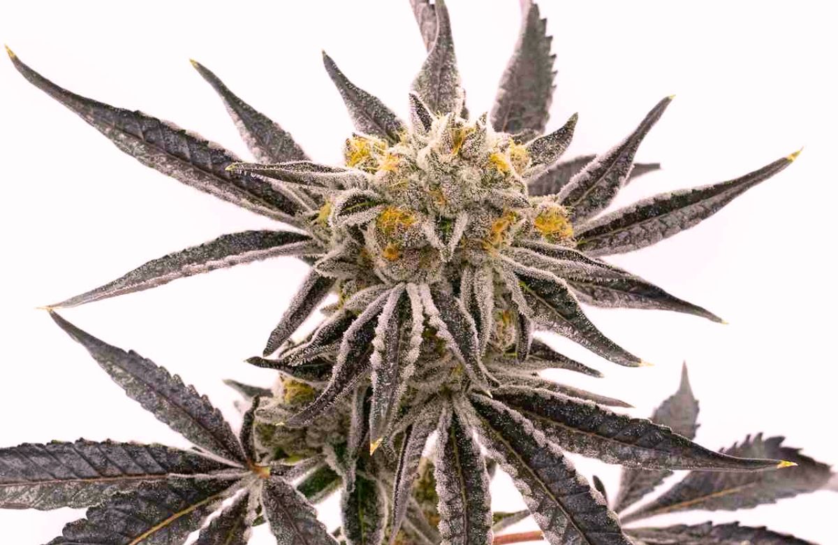 Grandaddy Purple cannabis plant