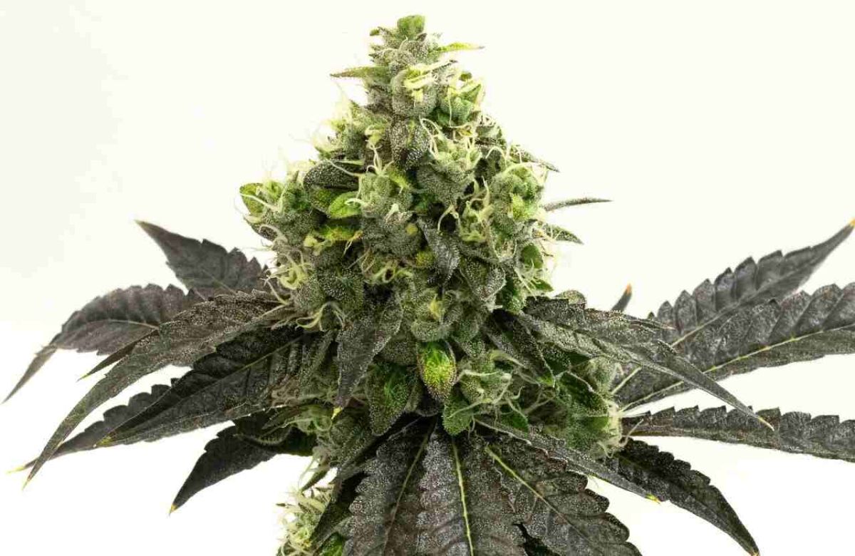  Blueberry autoflower cannabis seeds