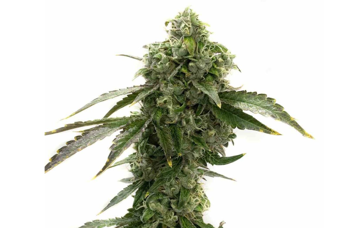 Blue Dream cannabis plant