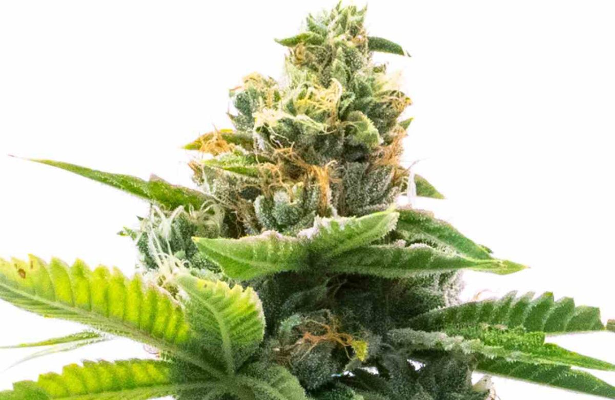 Northern Lights cannabis plant