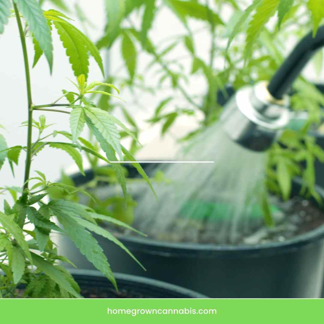 Watering green homegrown cannabis plants.