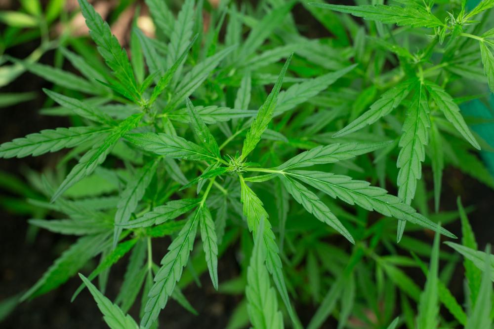 Marijuana plants during the vegetative stage