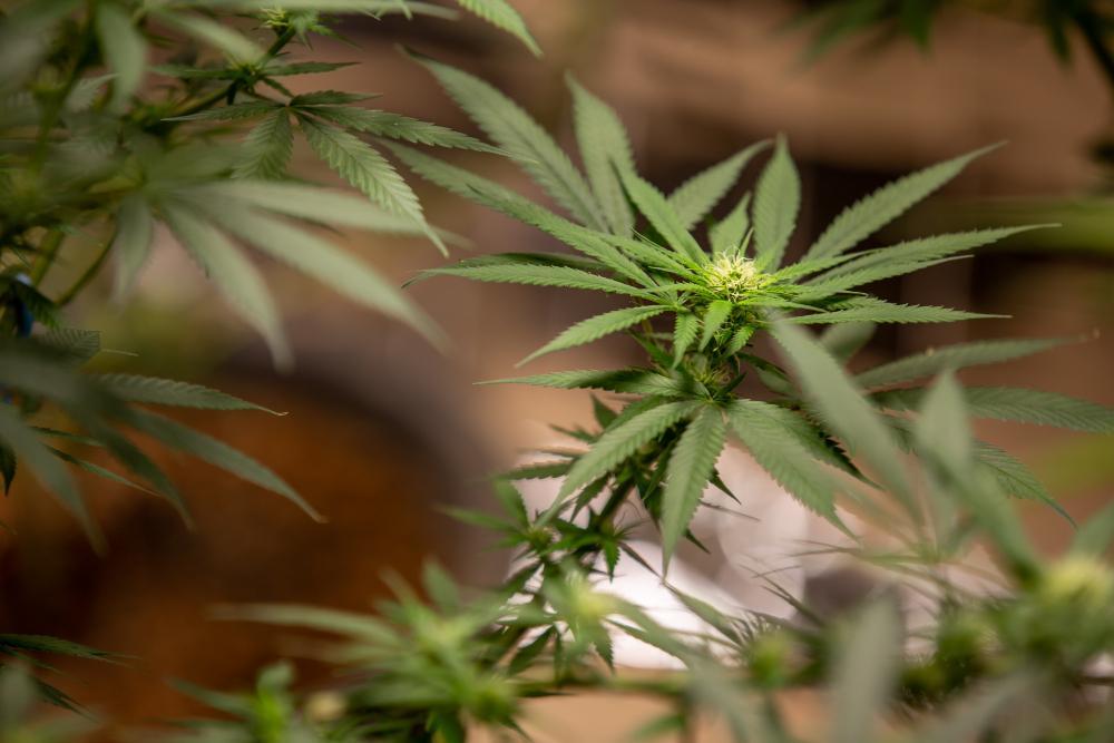 Marijuana plant in the early flowering stage