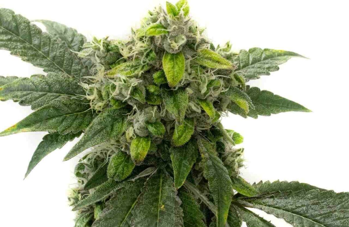 Amnesia Haze cannabis seeds
