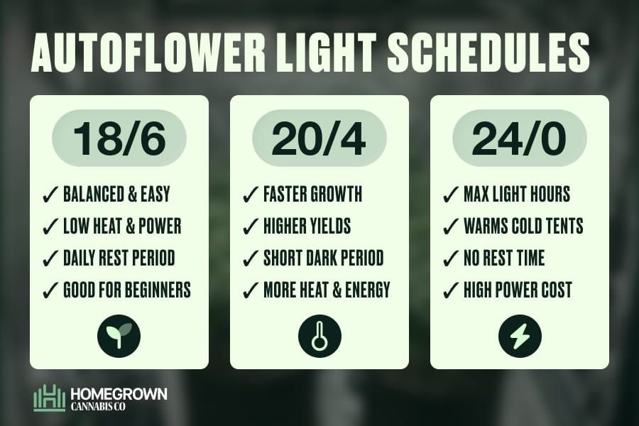 Comparison diagram of 18/6, 20/4, 24/0 and 12/12 autoflower light schedules showing daily light and dark hours for each.
