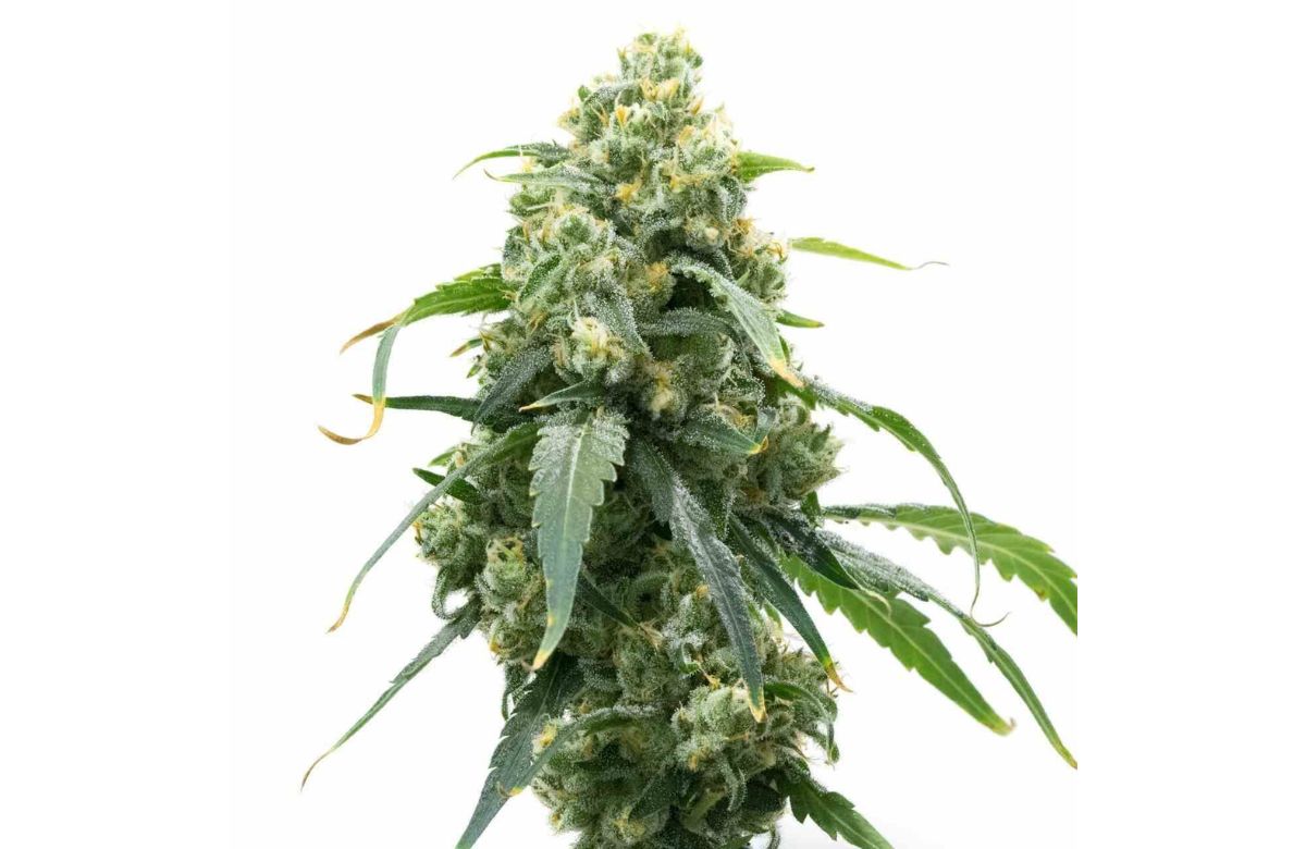 Big Bud cannabis seeds